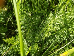 Achillea millefolium