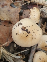 Pholiota lenta