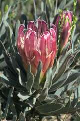 Protea burchellii