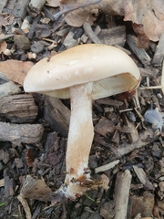 Pholiota lenta