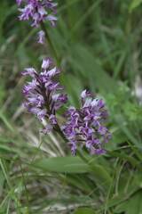 Orchis militaris