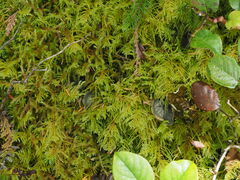 Kindbergia oregana
