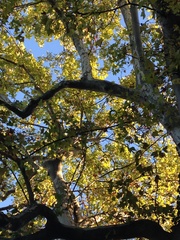 Platanus orientalis