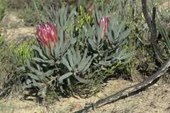 Protea burchellii