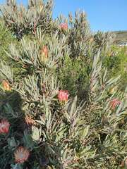 Protea burchellii