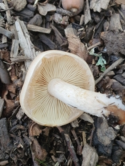 Pholiota lenta