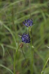 Phyteuma