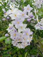 Solanum laxum