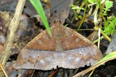 Ischyja