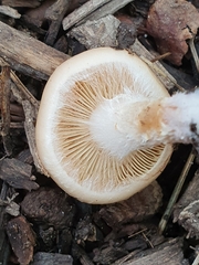 Pholiota lenta
