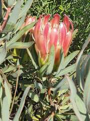 Protea burchellii