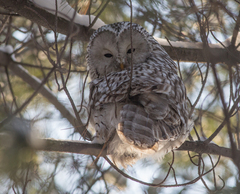Strix uralensis