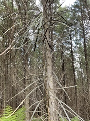 Pseudopanax crassifolius