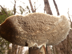 Trametes suaveolens