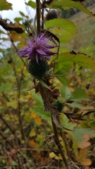 Cirsium vulgare