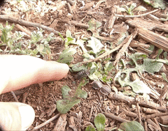 Tycomarptes inferior