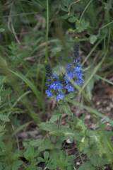 Veronica teucrium
