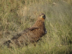 Aquila rapax