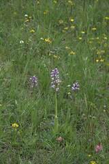 Orchis militaris
