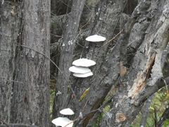 Trametes suaveolens