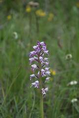 Orchis militaris