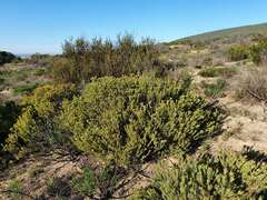 Leucadendron lanigerum lanigerum