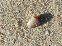 Donacidae
