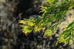 Leucadendron lanigerum lanigerum