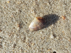 Donacidae