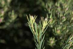 Leucadendron lanigerum lanigerum
