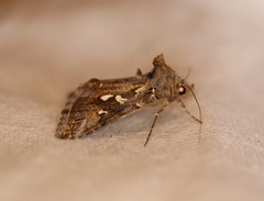 Chrysodeixis argentifera