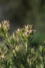 Leucadendron lanigerum lanigerum