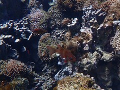 Ostorhinchus norfolcensis