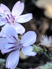 Stephanomeria pauciflora