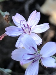 Stephanomeria pauciflora