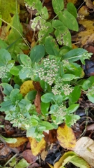 Hylotelephium spectabile