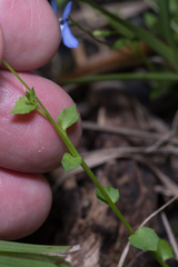 Lobelia membranacea
