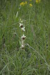 Ophrys fuciflora