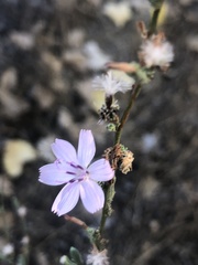 Stephanomeria pauciflora