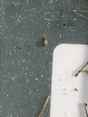 Tytthaspis sedecimpunctata