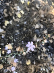 Stephanomeria pauciflora