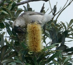 Philemon corniculatus