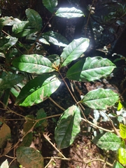 Syzygium hodgkinsoniae