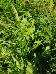 Melilotus officinalis