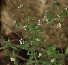 Lepidium graminifolium