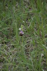 Ophrys fuciflora