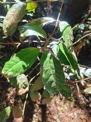 Syzygium hodgkinsoniae