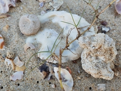 Paspalum vaginatum