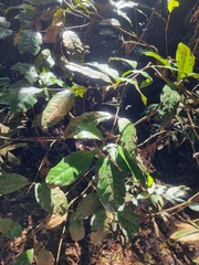Syzygium hodgkinsoniae