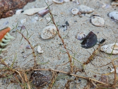 Paspalum vaginatum